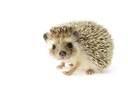 Ni hérisson, ni paillasson: la juste posture - les attitudes activantes