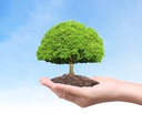 Master class: L'Arbre de vie un outil pour accompagner les transitions de vie et l'estime de soi